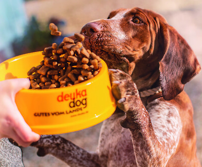 Hungriger Hund hat Appetit auf deuka dog-Hundefutter (© deuka Tiernahrung Cremer).